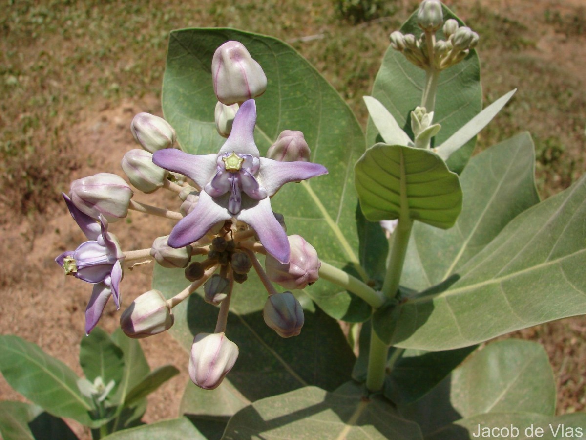 Calotropis gigantea (L.) W.T.Aiton